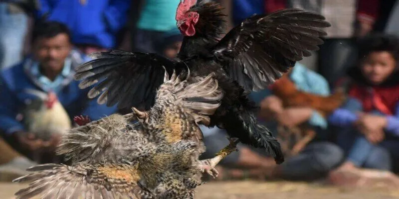 Tham gia đá gà Mocbai online không hề phức tạp