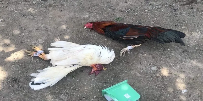 Người chơi có thể theo dõi hàng trăm trận đá gà cựa dao mỗi ngày tại Mocbai